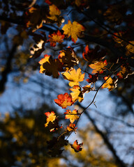 Autumn in forest - colorful maple leaves in sunlight.