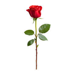 Fototapeta premium Crimson Rose: A captivating close-up of a single, vibrant red rose, its velvety petals unfurling in elegant display, with lush green leaves against a clean background.