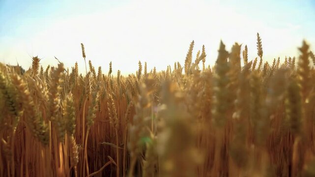 A field of golden wheat with the sun shining on it