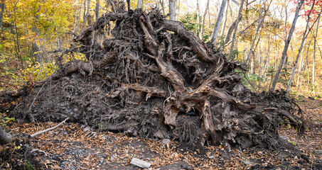 Broken tree and branches after a storm wind in the autumn forest.
