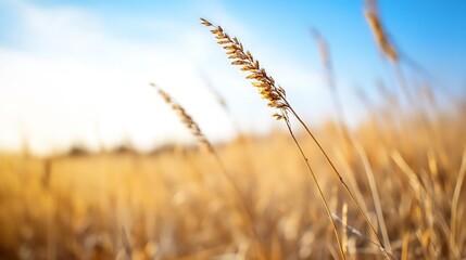 Fototapeta premium Golden hour sunlight illuminates a single stalk of dried grass, standing tall amidst a field of blurred, amber-hued vegetation under a clear blue sky. : Generative AI