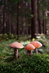 fresh edible mushrooms grow in moss close up,  natural forestbackground. Beautiful image of wild nature. harvest season, picking fungi. wild Forest aesthetic.