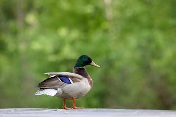 City duck against an out of focus green background