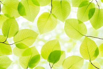 Obraz premium Vibrant Green Leaf Background Image