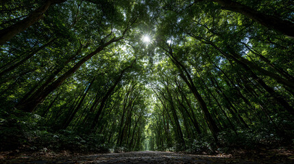 Obraz premium Breathtaking View Down a Lush Green Valley with Sunlight Filtering Through the Trees Scenic Nature Landscape