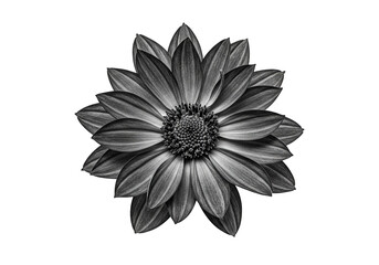 Fototapeta premium Monochrome Flower Portrait Isolated on Black Background in Studio Lighting