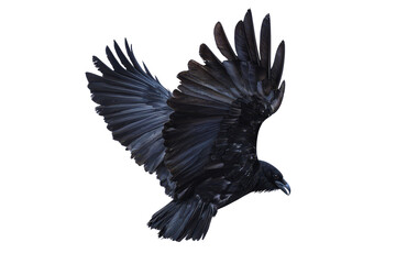 Obraz premium Majestic Black Raven in Flight Wings Spread Wide Dark Background Isolated
