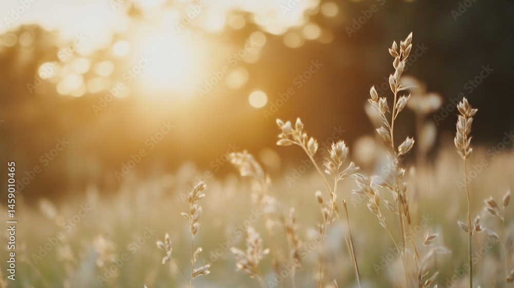 Aufkleber golden hour sunlight illuminates tall grasses in a field, creating a warm and peaceful atmosphere. t