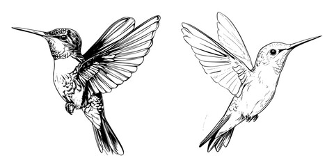 Two flat black icons of hummingbirds in flight showcasing different wing positions and details of the birds