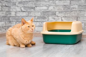ginger cat sits near cat litter box. high-sided cat litter box. cat litter replacement