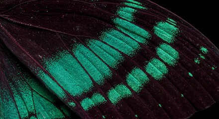 An intimate view of an Emerald Swallowtail butterfly's wing, showcasing its velvety black texture and vibrant green iridescent markings. Nature's artistry!