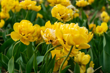 Obraz premium Close-up of Vibrant Yellow Double Late Tulip Flowers with Green Foliage in an Outdoor Garden Setting