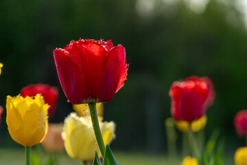 Vibrant tulip flowers in bloom, red and yellow petals open in garden setting during sunlit day, natural background.