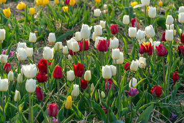 Field brimming with colorful tulips including yellow, white, red, and purple blossoms in natural...