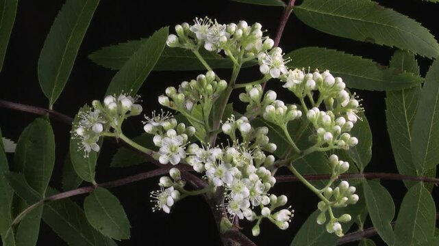  sorbo degli uccellatori (Sorbus aucuparia)