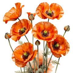Obraz premium orange-poppy-flowers-isolated-floral-image-stock-photo-nature