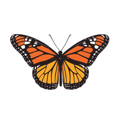 Isolated Monarch Butterfly Illustration Graphic Vector Design For Nature And Wildlife Concepts