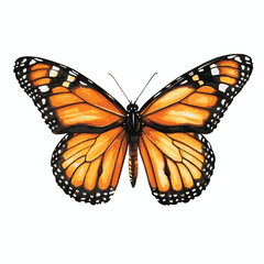 Detailed Vector Illustration Of A Monarch Butterfly With Open Wings On White