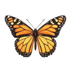 Vector Illustration Of A Beautiful Monarch Butterfly Isolated On White Background
