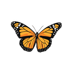 Monarch Butterfly Detailed Vector Illustration On White Background For Design Projects
