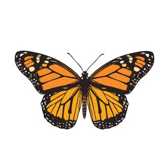 Vector Illustration Of A Monarch Butterfly With Orange And Black Wings Detailed Design