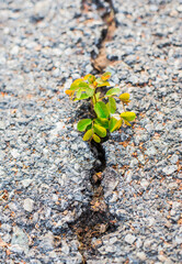Green sprout growing through crack in asphalt road, natural background.