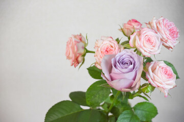 ピンクと紫のばら