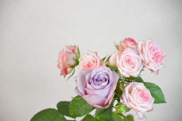 ピンクと紫のばら