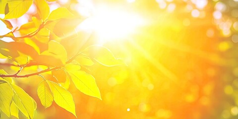 Obraz premium Sunny day in a tree