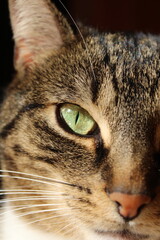 An adorable domestic British cat with yellow bright eyes, home vibes, cozy sunny weather day, furry fluffy pet animals at home authentic cute wildlife kitten playful time together romantic travel noel