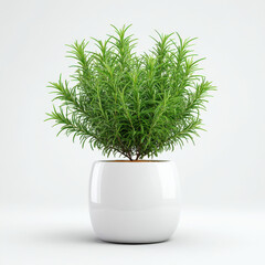 A vibrant rosemary plant thrives in a sleek, modern white pot, showcasing its lush green foliage against a minimalist white background.