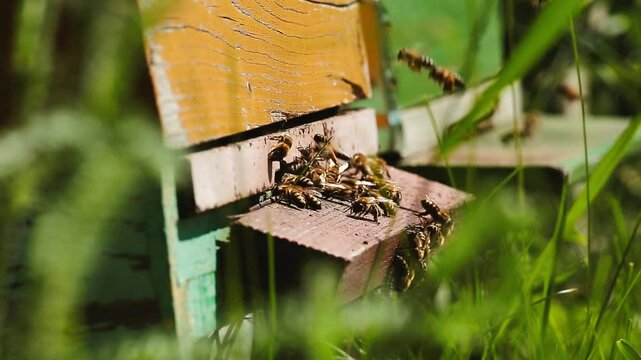 Honey bees fly to bee hive 