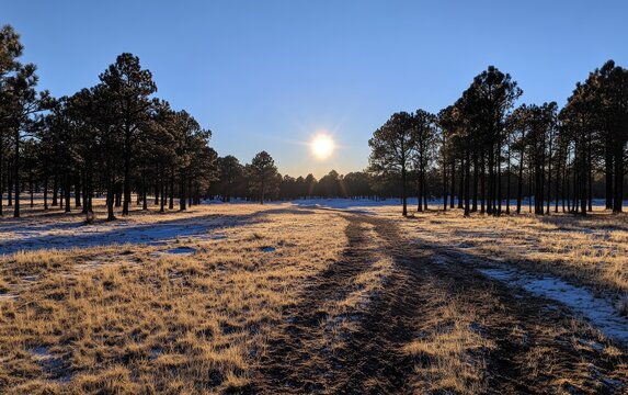 Sunrise through pine trees on a frosty morning.  A path winds through a field of golden grass covered in frost
