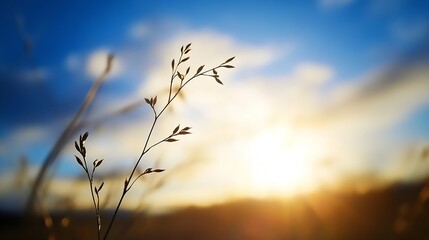Obraz premium Silhouette of a delicate grass stem against a vibrant sunset, showcasing the warm golden hues and soft blue sky. The image evokes feelings of peace and tranquility. : Generative AI