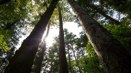 Fototapeta premium Sunlight streams through tall trees in a lush green forest, illuminating the towering trunks and canopy above. A view from below looking upward. : Generative AI