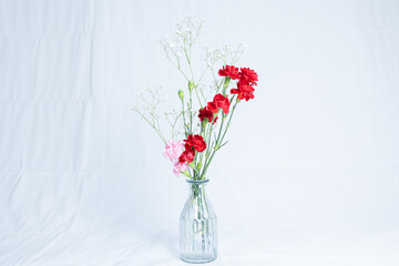 カーネーション