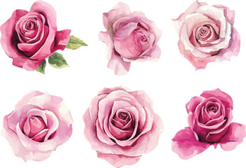 pink roses isolated on white