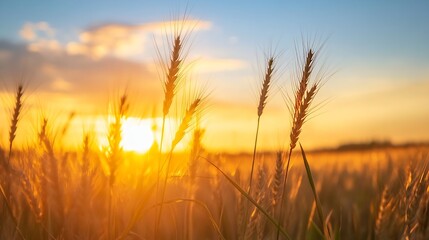 Obraz premium Golden wheat stalks illuminated by a vibrant sunset, creating a warm and peaceful agricultural scene. The sun's rays bathe the field in a rich, orange glow, highlighting the delicate : Generative AI