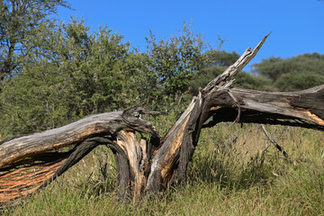 Arbre mort dans une r&eacute;serve naturelle en Namibie