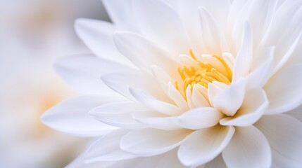 Close-up of a pristine white dahlia flower, showcasing delicate petals and a vibrant yellow center.  The soft lighting creates a serene and peaceful atmosphere. : Generative AI