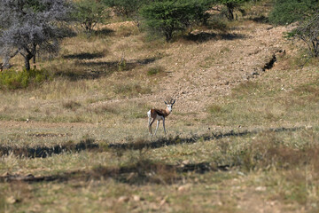Antilope dans une réserve animalière en Namibie