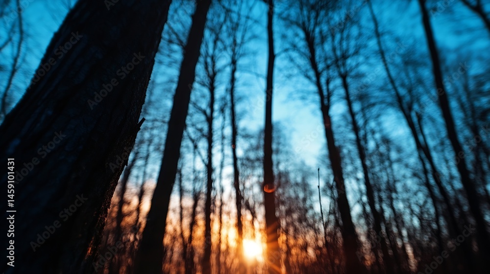 Poster sunset in a forest with tall trees, creating a blurred, dreamy effect. the sun's rays peek through t