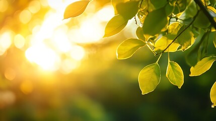 Obraz premium Golden sunlight illuminates vibrant green leaves on a branch, creating a serene and peaceful nature scene. The bokeh effect adds depth and warmth to the image. : Generative AI