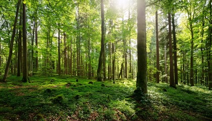 Fototapeta premium green woods landscape forest panorama