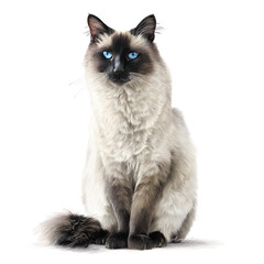 Balinese Cat Portrait
