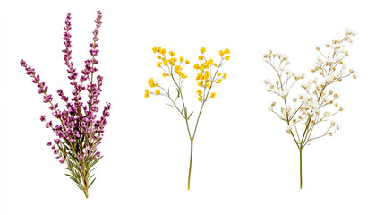 Obraz premium A set of three cut flowers