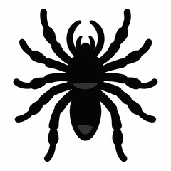 Minimalist Tarantula Silhouette Vector