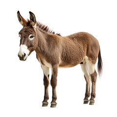 Fototapeta premium A solitary donkey standing with a calm look in an isolated view