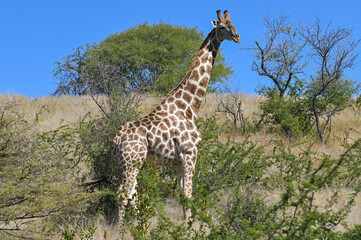 Girafe dans une réserve animalière en Namibie
