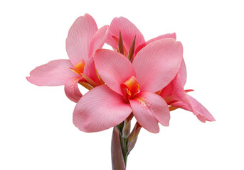 Radiant Pink Canna Lily Bloom Against Black
